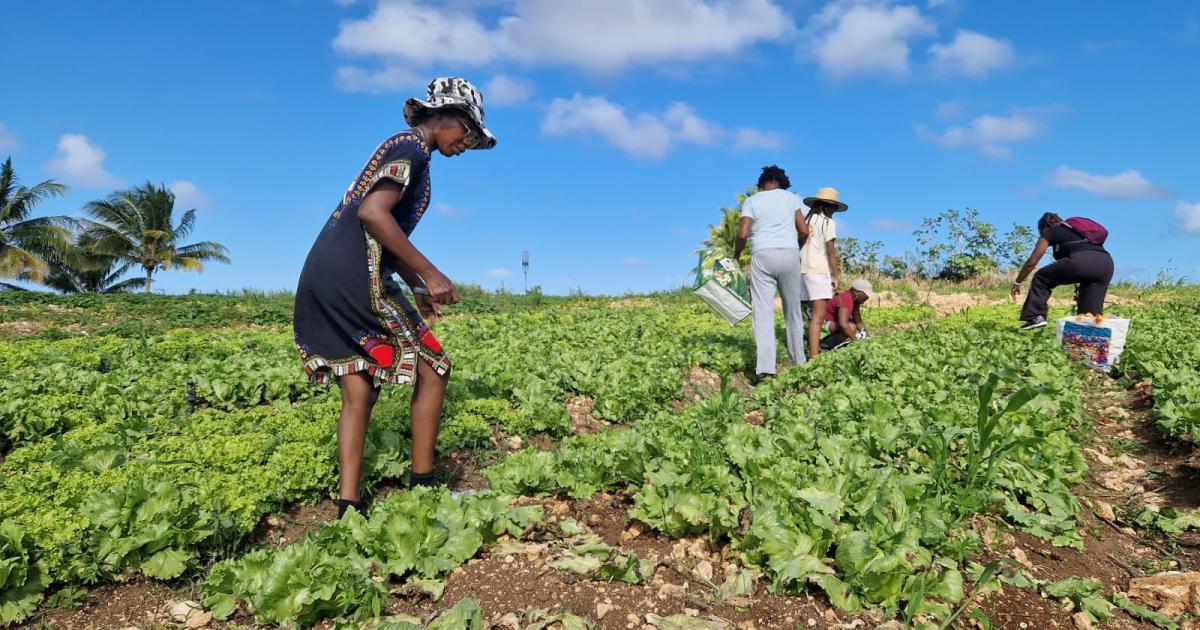 Des consommateurs dans les champs pour lutter contre le gaspillage alimentaire