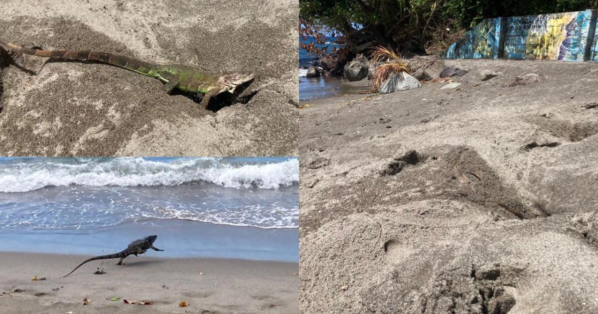     





[VIDEO] Invasion d’iguanes rayés sur la plage du Lido à Schoelcher




