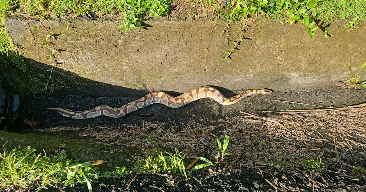 Un python royal récupéré dans un canal à Saint-Joseph
