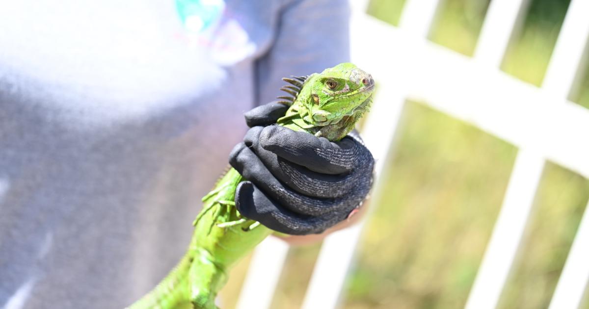 Un séminaire pour faire le point sur les espèces exotiques envahissantes en Martinique