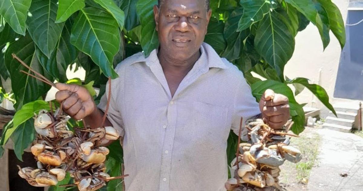     





Marius Lafilo, éleveur de crabes aux Abymes




