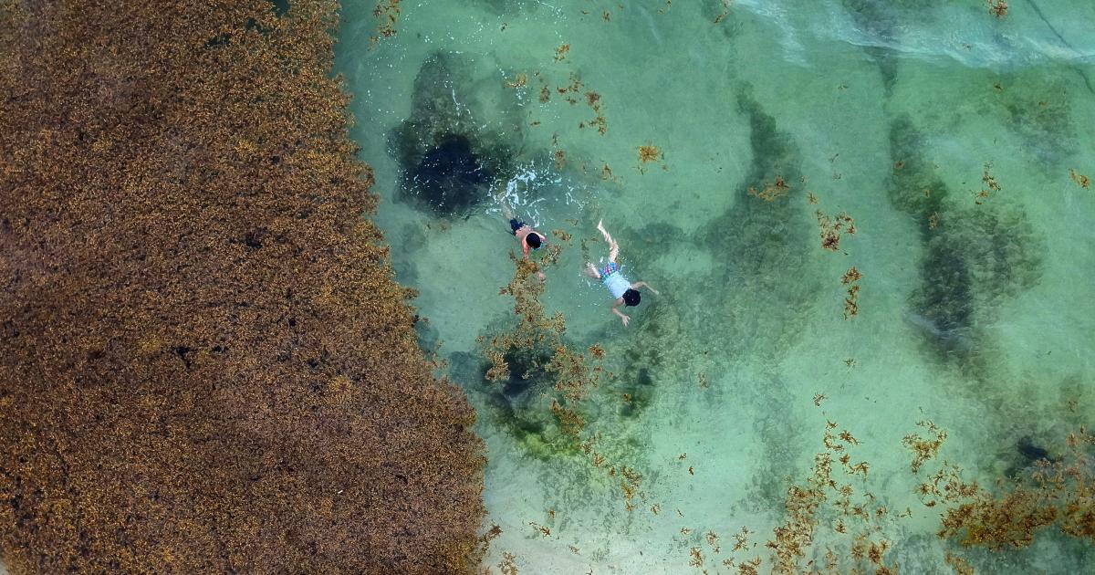     





[ENQUÊTE 1/3] 13 ans après, le bilan de la lutte contre les sargasses dans la Caraïbe 




