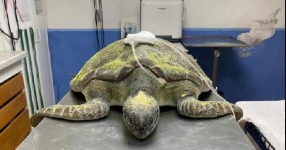 Une tortue marine fléchée prise en charge au centre de soins de l’Aquarium
