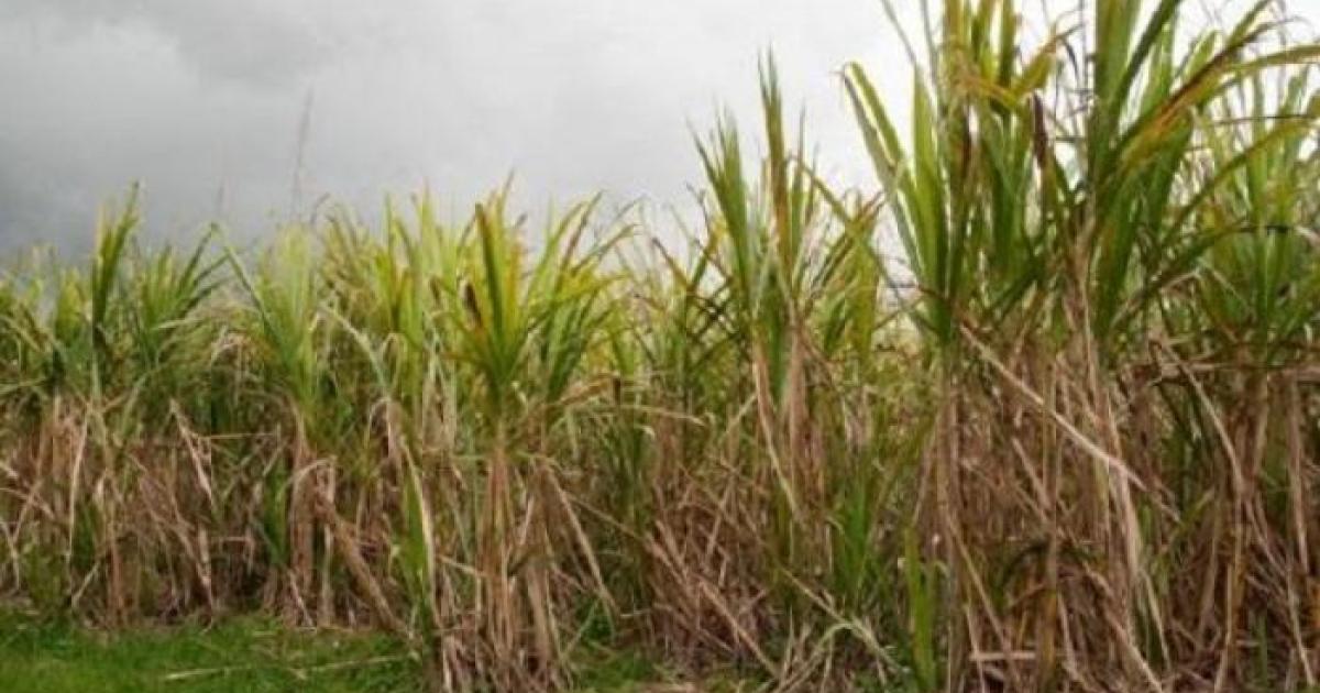 Campagne sucrière : les opérations de coupe à l’arrêt en Grande-Terre