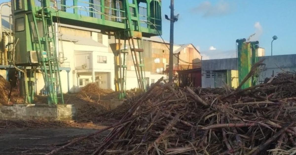    





Récolte de la canne en Guadeloupe : le prix de la tonne mobilise toujours 





