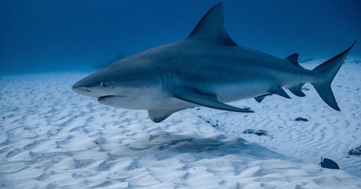 Un touriste anglais gravement blessé par un requin à Trinité-et-Tobago