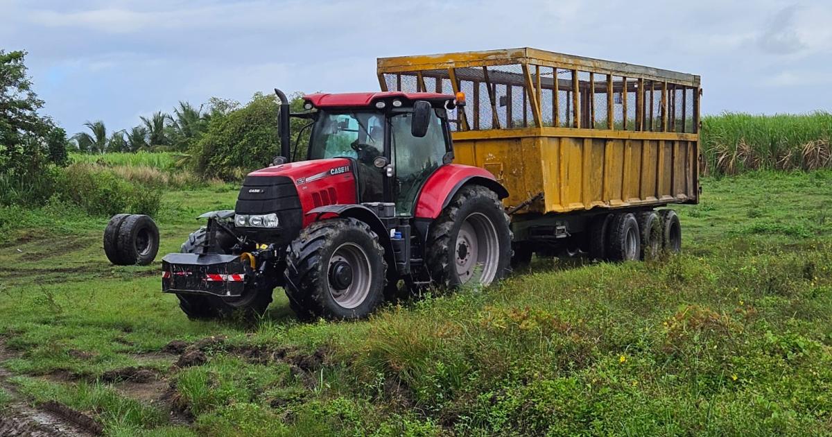 La campagne sucrière s’achève ce samedi avec un goût amer