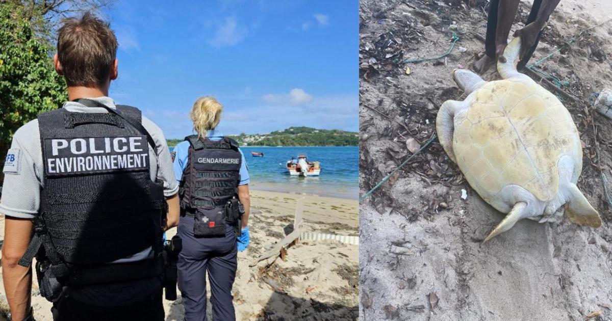 Un homme interpellé à Trinité pour le braconnage d’une tortue