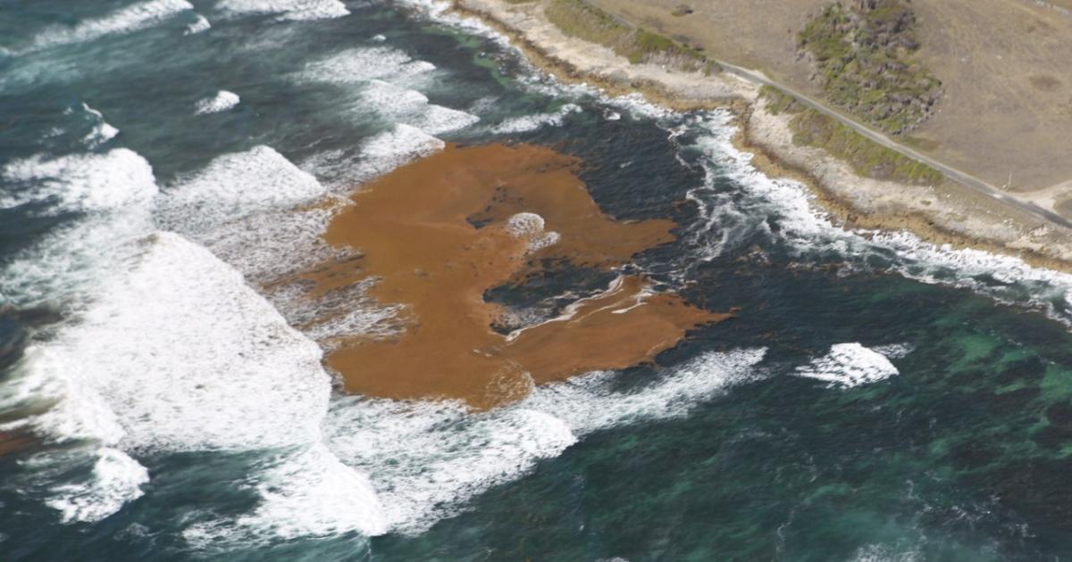 Sargasses : Capesterre-de-Marie-Galante et Arnouville en préalerte