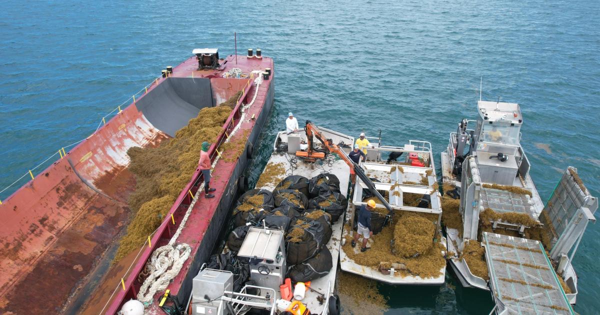 122 tonnes de sargasse collectées et coulées en mer en 18 jours en Martinique