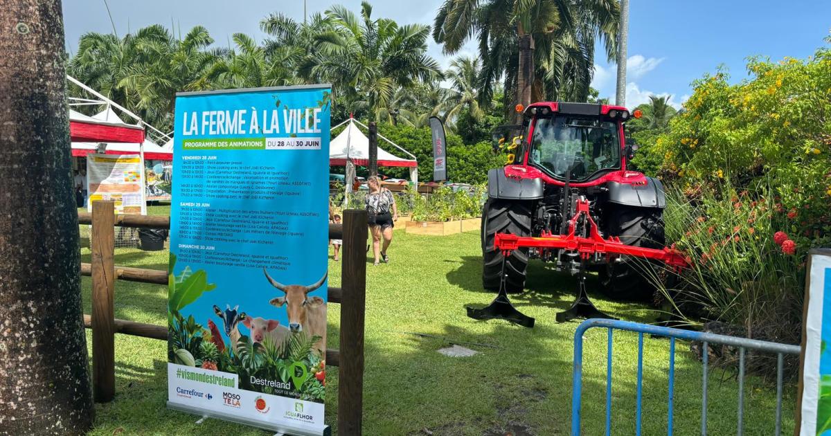 “La Ferme à la ville”, une mise en avant du terroir guadeloupéen
