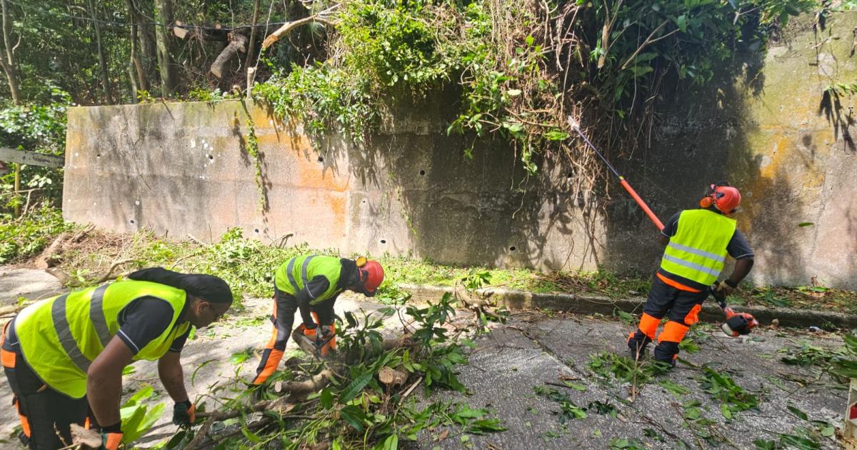 Saison cyclonique : les opérations d’élagage s’accélèrent dans les communes