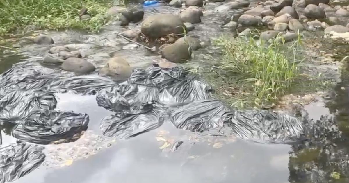 Qui a jeté des sacs poubelles remplis de chauve-souris dans une rivière de Guadeloupe ?