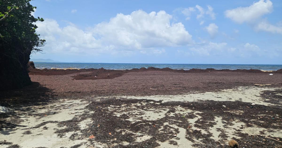 Au Diamant, les sargasses s'accumulent dans les baies et sur les plages