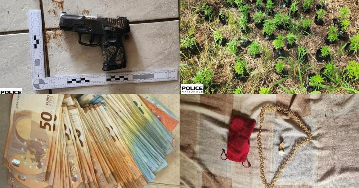 493 plants de cannabis, une arme, des objets volés et de l’argent liquide saisis