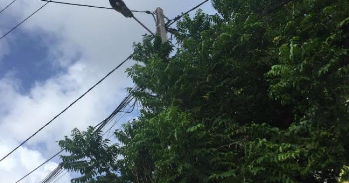 Saison cyclonique : les propriétaires de terrain doivent élaguer leurs arbres