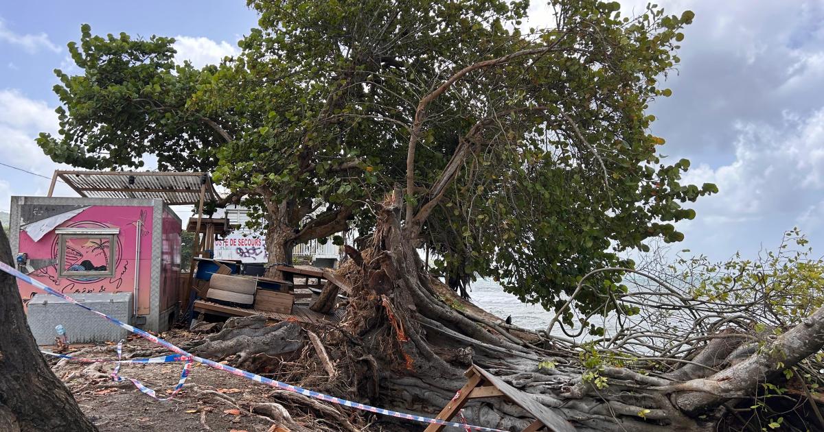 Au Diamant, la plage est dans un état « catastrophique » après le passage de Béryl