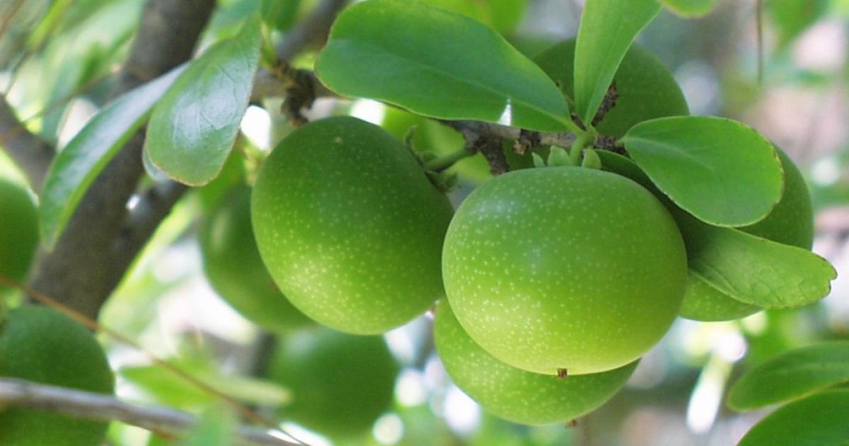 Des centaines de noms des plantes jugés racistes vont être changés
