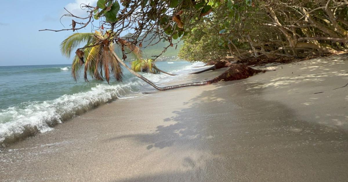 Les plages de Martinique défigurées par le passage de l'ouragan Béryl