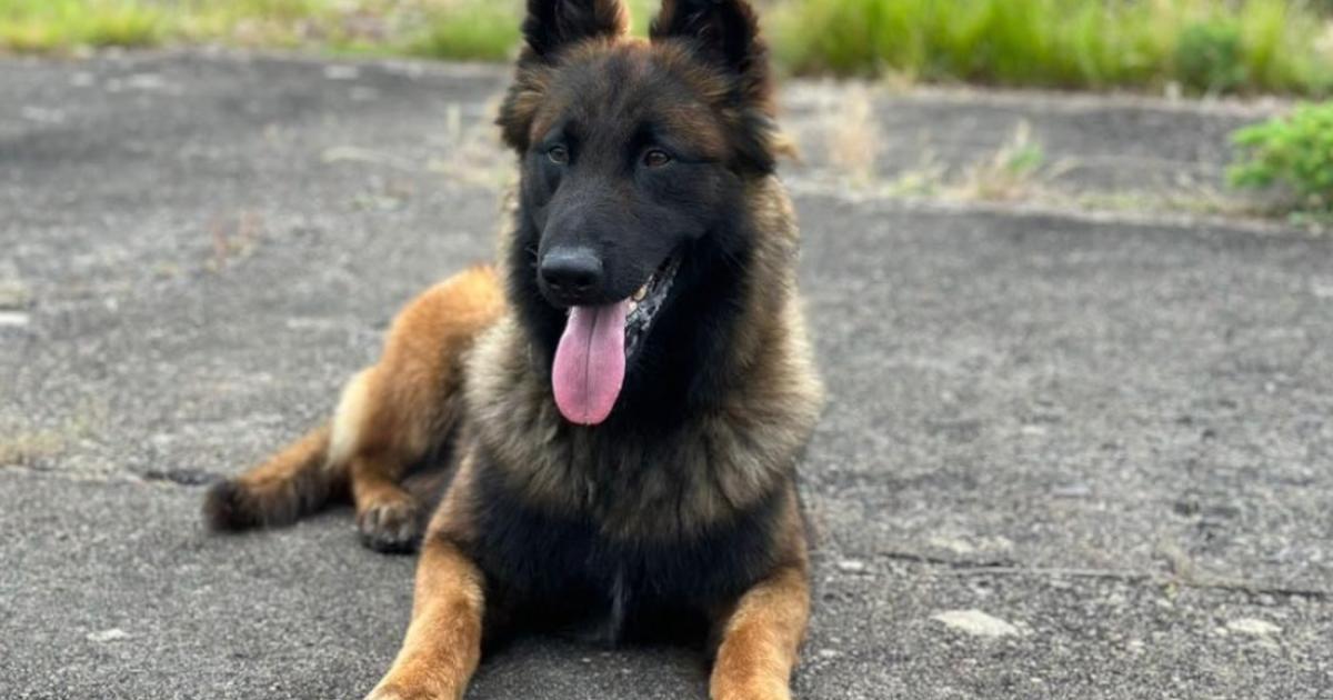 Une nouvelle recrue chez les gendarmes de Guadeloupe