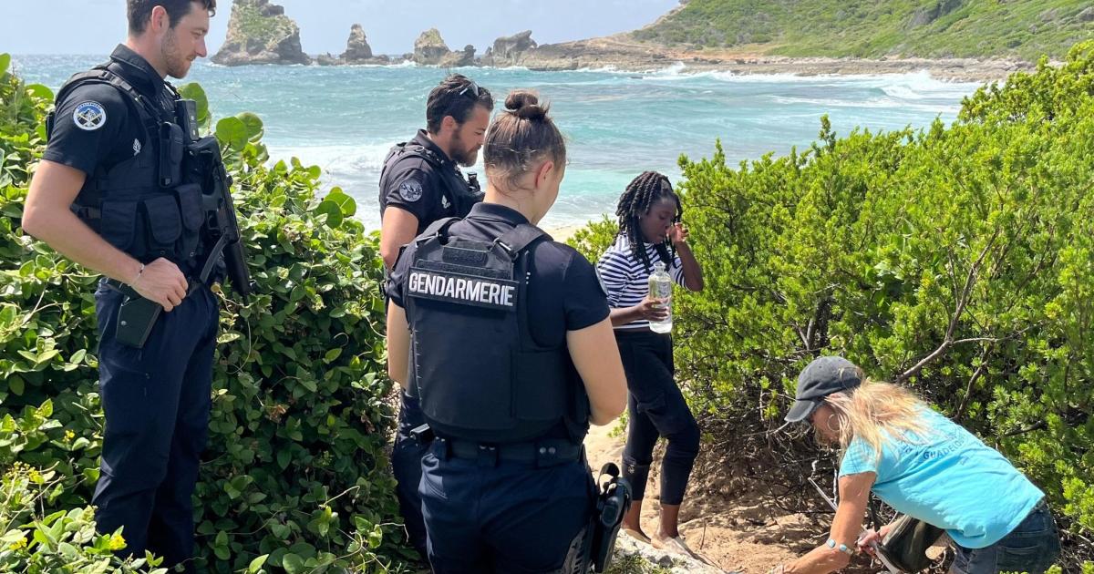 Une nouvelle tortue sauvée à Saint-François