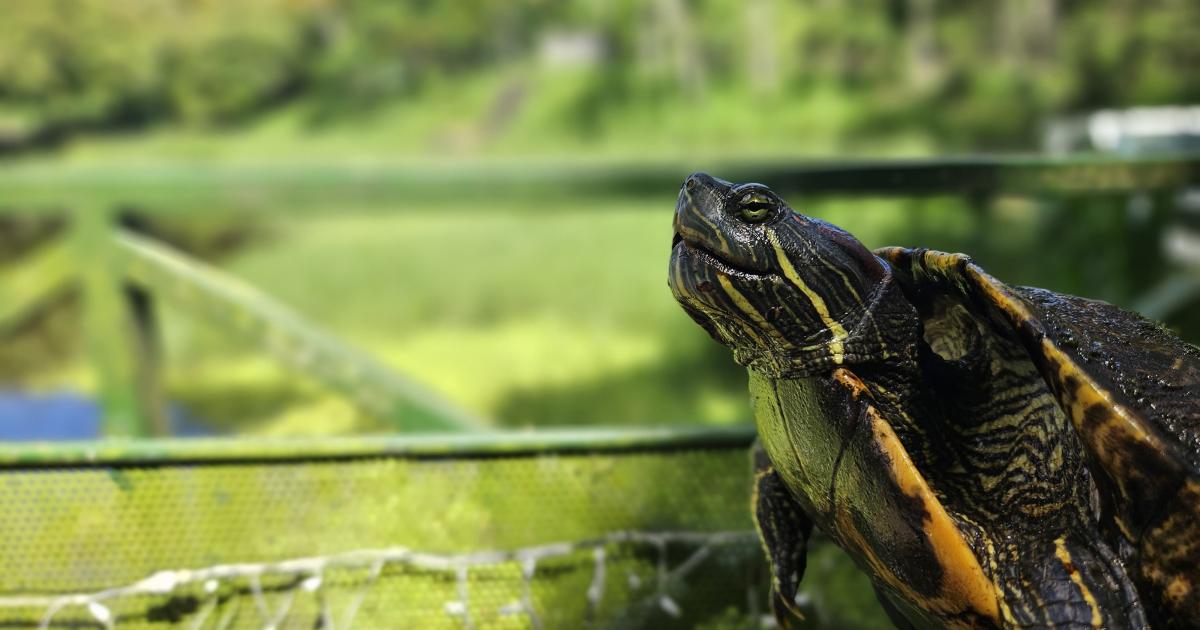     





Lutte acharnée contre les espèces exotiques envahissantes en Martinique




