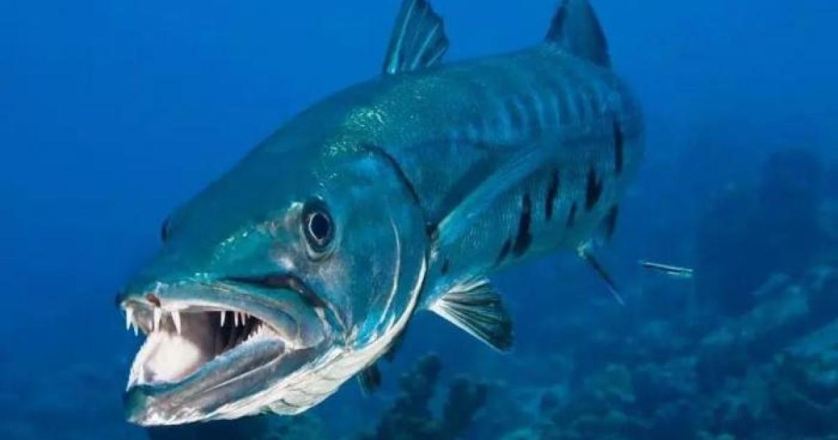 Attaque de barracuda à Sainte-Anne : le maire appelle à la vigilance
