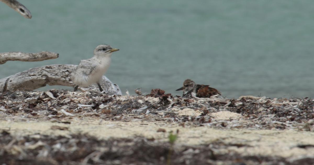 Naissance d’un poussin de Sterne Caugek, une première en Guadeloupe