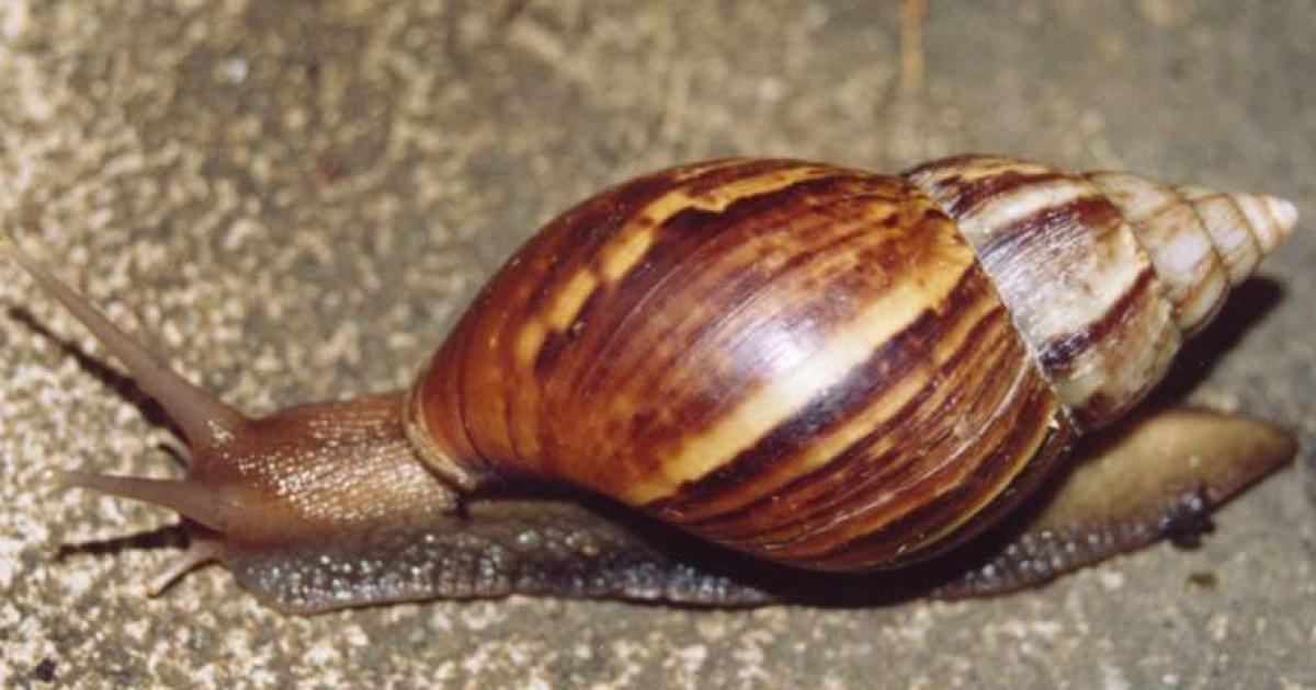 La multiplication des escargots achatines représente un danger pour l'agriculture et la santé