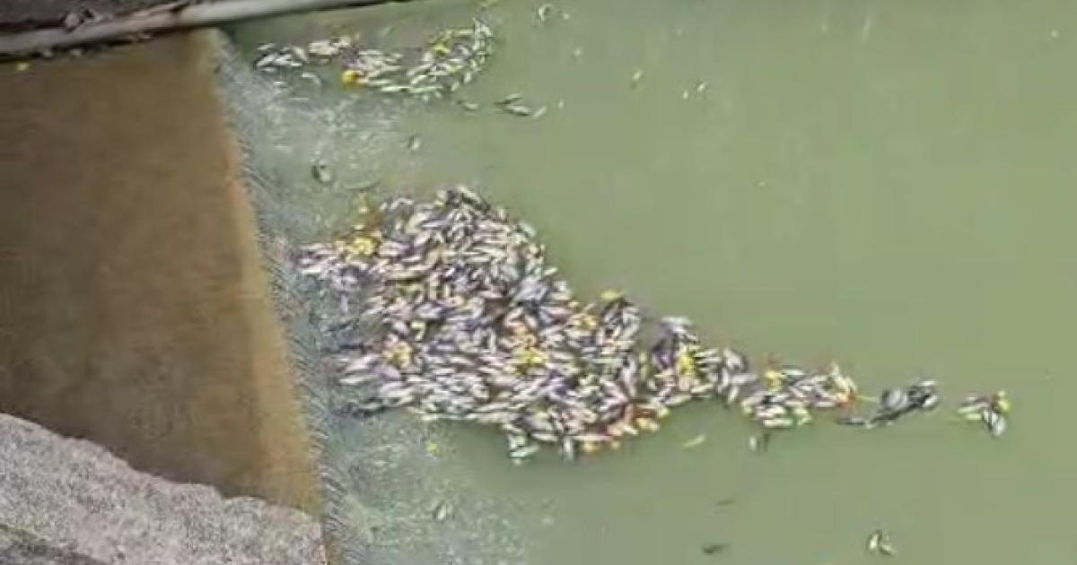 De nombreux poissons morts dans une rivière à Petit-Bourg