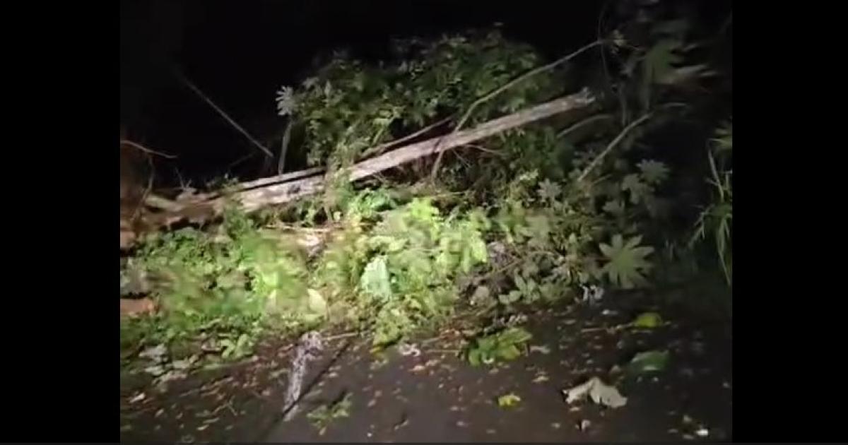 Un arbre entrave la circulation sur la RN4 entre le Gros-Morne et Saint-Joseph