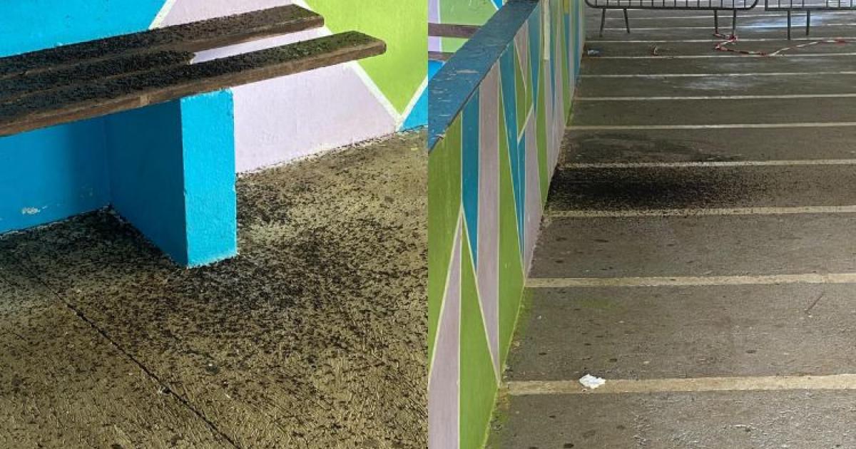     





Des chauve-souris ont envahi le collège Asselin de Beauville à Ducos




