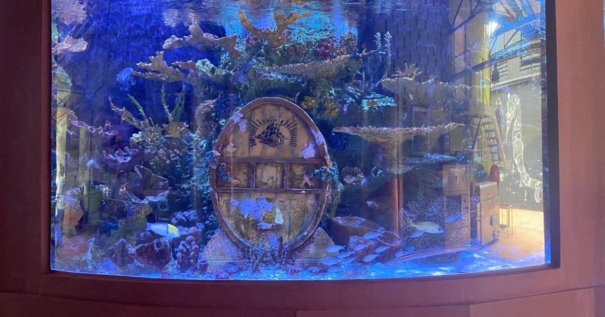     





[DOSSIER RCI] Focus sur le patrimoine Martiniquais peu connu : l’aquarium de Neisson  




