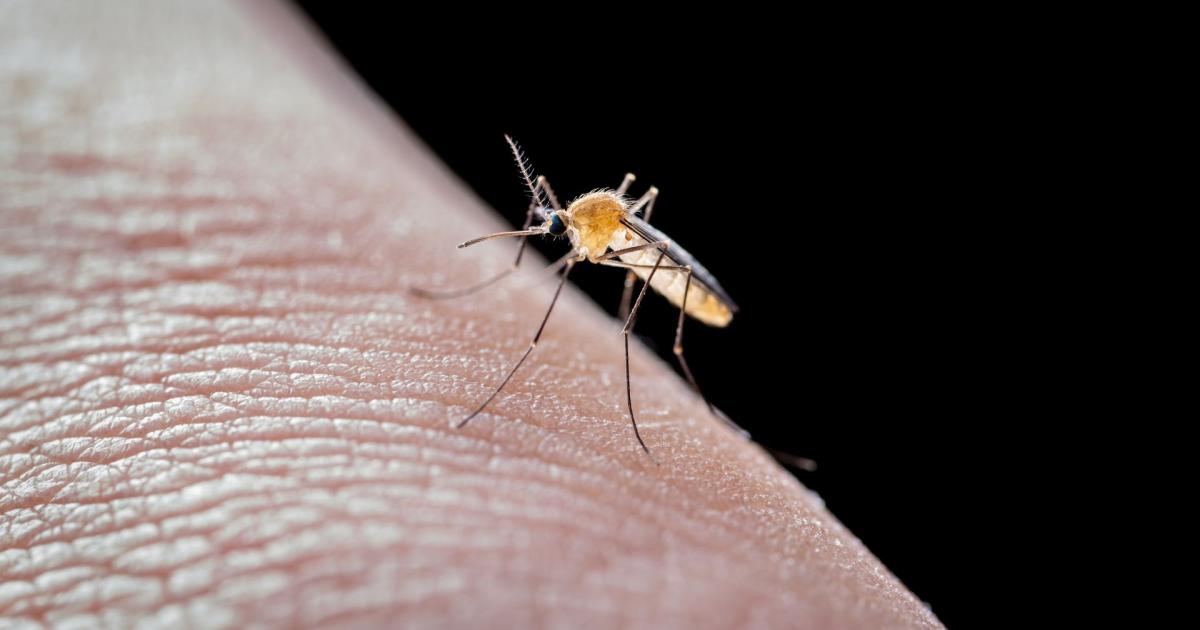Dengue : hausse des cas en Guadeloupe et en Martinique