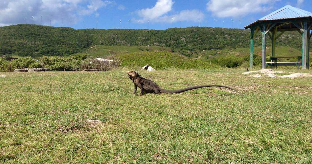 Loto de la Biodiversité : un projet retenu en Guadeloupe