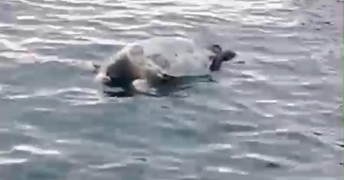 Une tortue inerte signalée à la Datcha (Gosier)