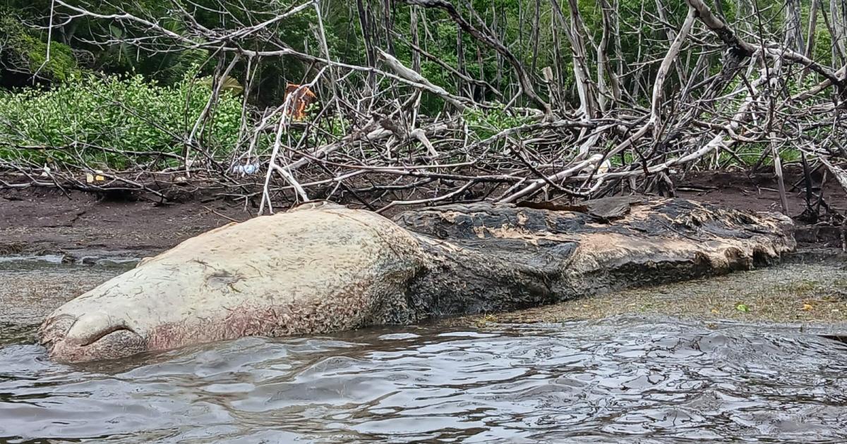 Un cétacé de grande taille en état de décomposition avancée à la pointe La Rose