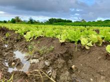 Salade abimée agriculture